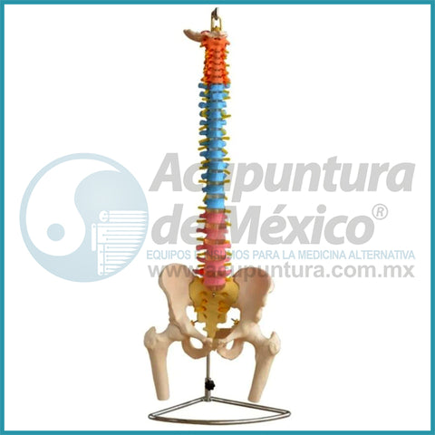 MODELO DE COLUMNA C/PELVIS Y FEMUR 1:1