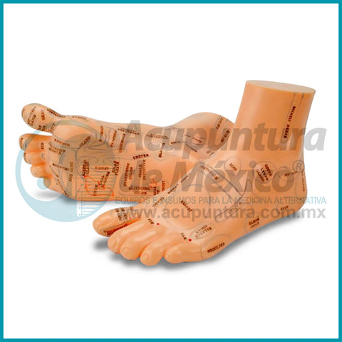 MODELO REFLEXOLOGICO DEL PIE, 17CM. PAR