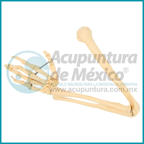 MODELO OSEO DE BRAZO 1:1