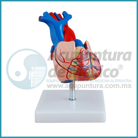 MODELO DE CORAZON 1:1 (2 PARTES)