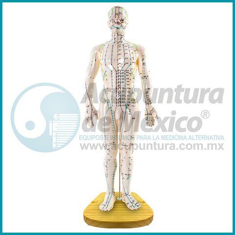 MODELO MASCULINO A ESCALA, 50CM. MADERA