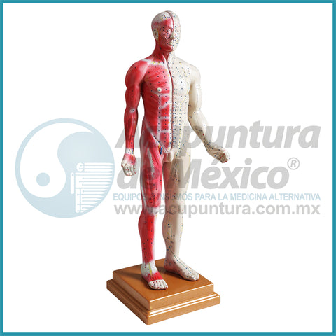 MODELO MASCULINO A ESCALA, 84CM.