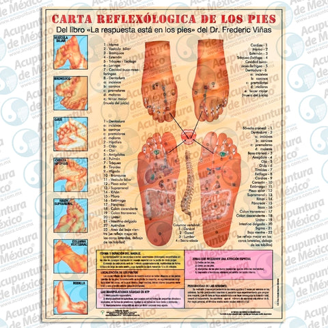 GRAF. REFLEXOLOGICA DE LOS PIES / CARTA