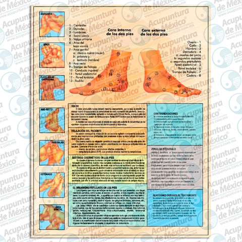 GRAF. REFLEXOLOGICA DE LOS PIES / CARTA
