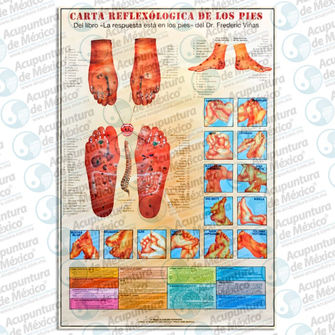GRAF. REFLEXOLOGICA DE LOS PIES / POSTER