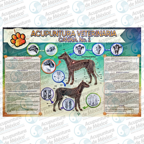 GRAF. ACUPUNTURA VETERINARIA CANINA No1