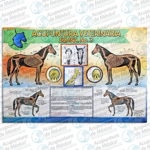 GRAF. ACUPUNTURA VETERINARIA EQUINA No3