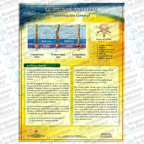 GRAF. QUIROPRACTICA Y SIST. NERV. CARTA