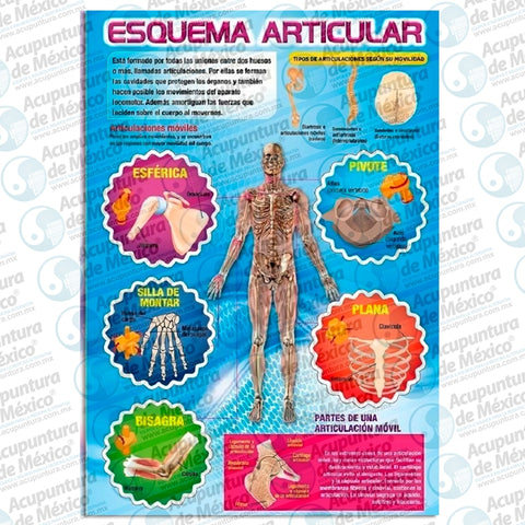 GRAF. ESQUEMA ARTICULAR