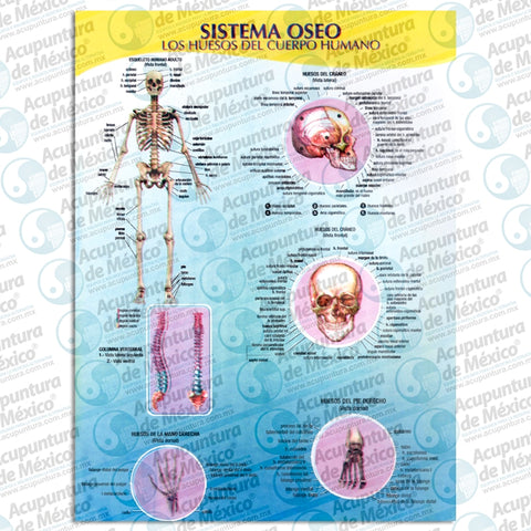 GRAF SISTEMA OSEO, T.Carta