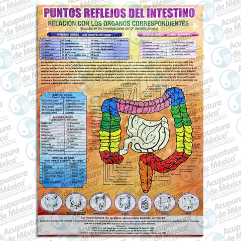 GRAF. PUNTOS REFLEJOS DEL INTESTINO