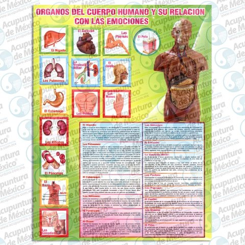 GRAF. ORGANOS Y SU RELACION EMOCIONES, C