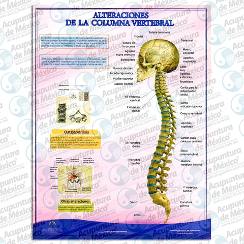 GRAF. ALT DE LA COLUMNA VERTEBRAL, CARTA