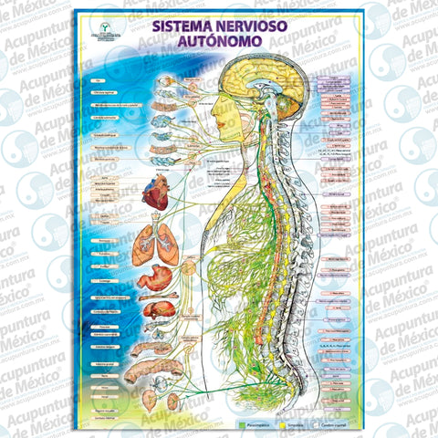 GRAF SISTEMA NERVIOSO AUTONOMO