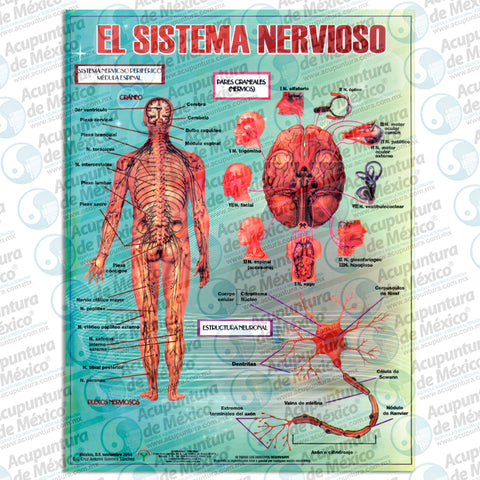 GRAF. EL SISTEMA NERVIOSO, CARTA
