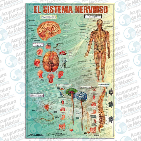 GRAF. EL SISTEMA NERVIOSO, POSTER