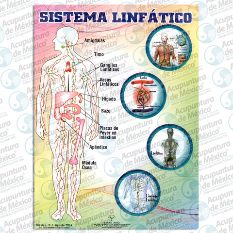 GRAF SISTEMA LINFÁTICO, CARTA