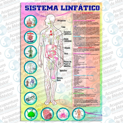 GRAF SISTEMA LINFATICO, POSTER