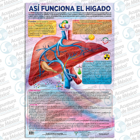 GRAF. ASI FUNCIONA EL HIGADO
