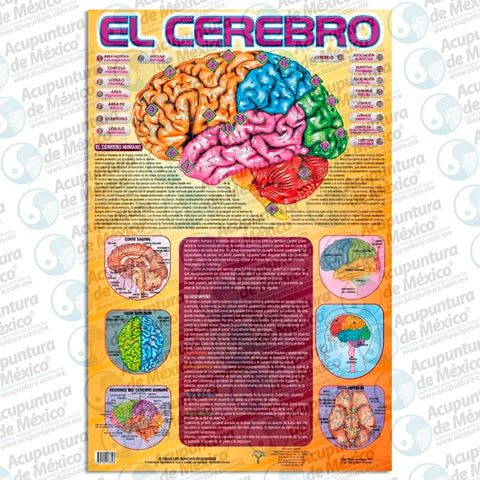 GRAF. EL CEREBRO