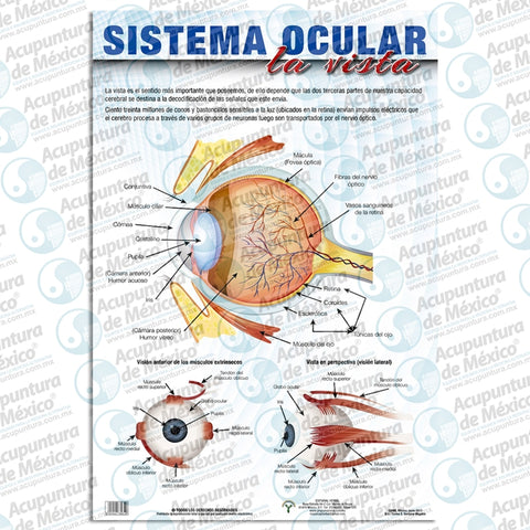 GRAF SISTEMA OCULAR