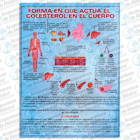 FORMA EN QUE ACTUA EL COLESTEROL EN EL C