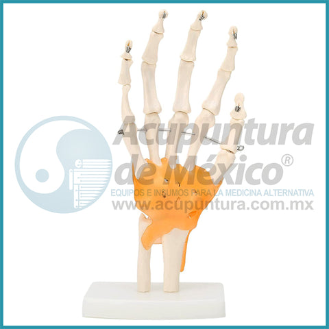MODELO DE ARTICULACION DE MANO 1:1