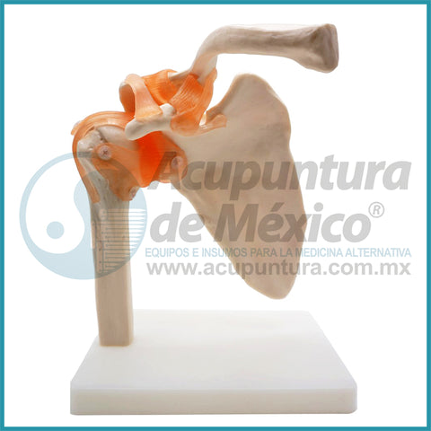 MODELO DE ARTICULACION DE HOMBRO