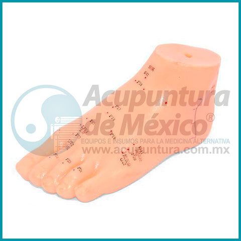 MODELO DE PIE A ESCALA, 13CM.