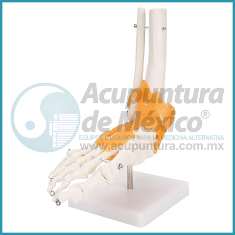 MODELO DE ARTICULACION DE PIE 1:1