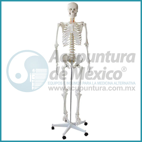 MODELO DE ESQUELETO 1:1, de 180 cm