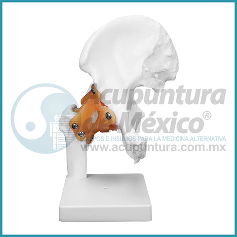 MODELO DE ARTICULACION DE CADERA 1:1
