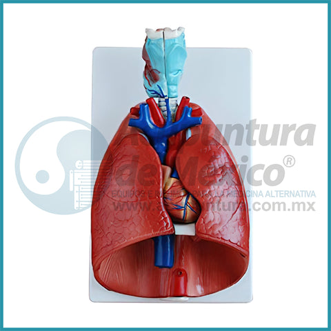 MODELO DE LARINGE, CORAZON Y PULMON 1:1