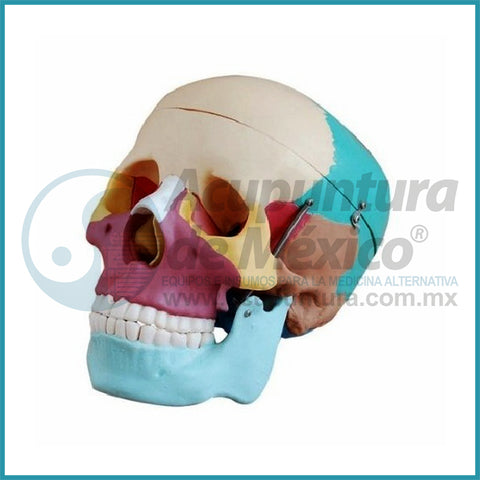 MODELO OSEO DE CALAVERA 1:1 COLOREADO