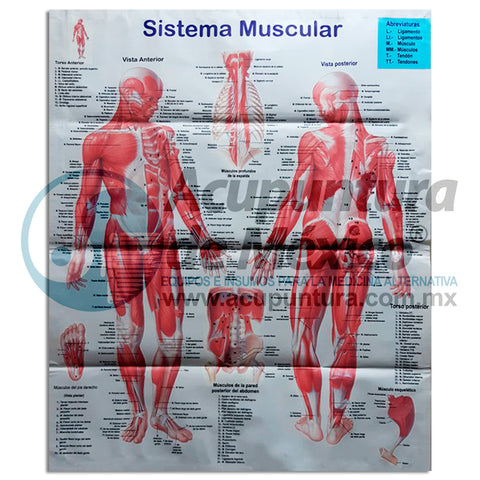 GRAF. SISTEMA MUSCULAR, 98x78cm, LONA
