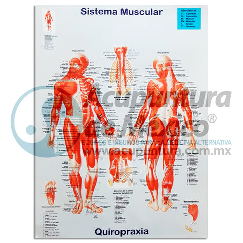 GRAF. SISTEMA MUSCULAR, 46x32cm, Opalina