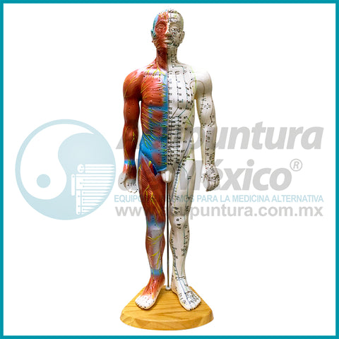 MODELO MASCULINO A ESCALA, 60CM.