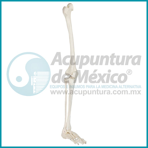 MODELO OSEO DE PIERNA 1:1