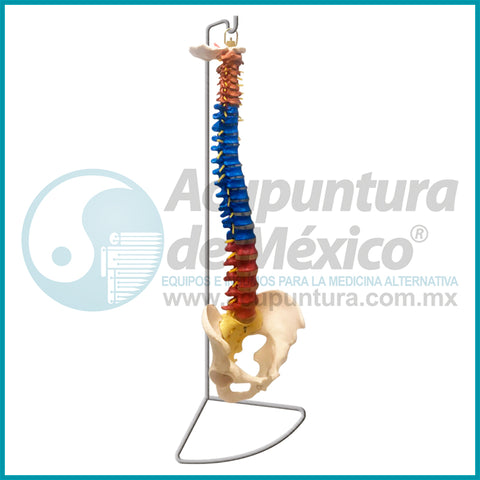 MODELO DE COLUMNA VERTEBRAL C/PELVIS 1:1