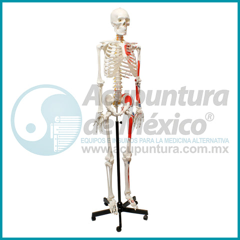 MODELO DE ESQUELETO 1:1, de 180 cm