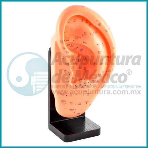 MODELO DE OREJA A ESCALA, 22CM.