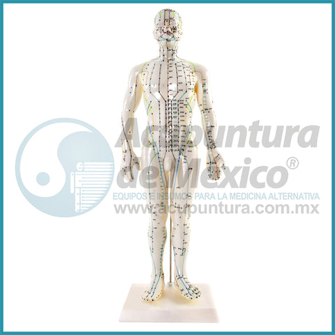 MODELO MASCULINO A ESCALA, 50CM.