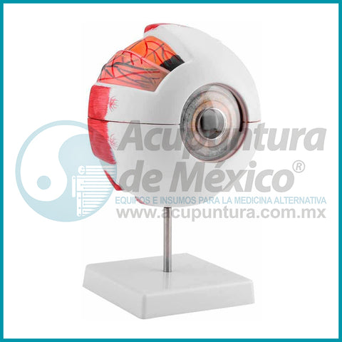 MODELO GIGANTE DE OJO 6:1