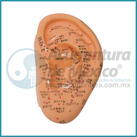 MODELO DE OREJA A ESCALA, 13CM. PZA.