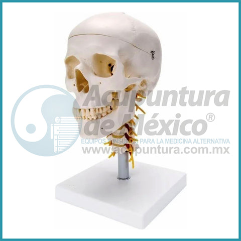 MODELO DE CRANEO C/CERVICALES Y CEREBRO