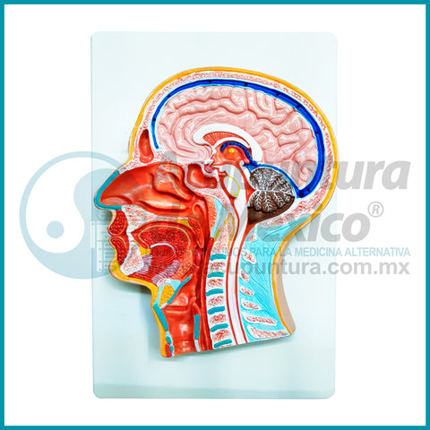 MODELO DE CRANEO, CORTE AXIAL