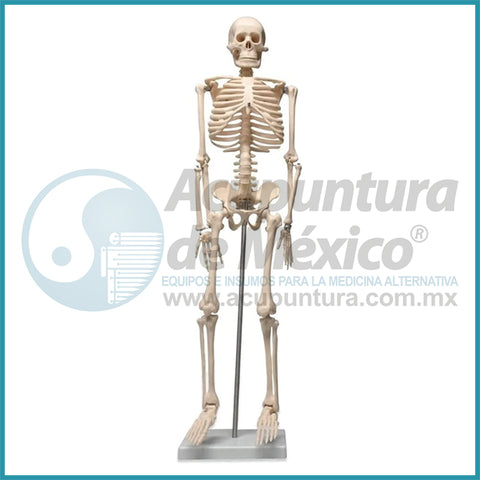 MODELO DE ESQUELETO de 85 cm