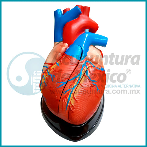 MODELO DE CORAZON, CORTE AXIAL