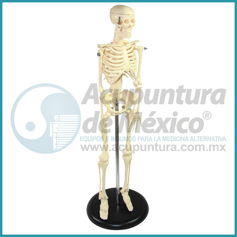 MODELO DE ESQUELETO HUMANO, 45CM.