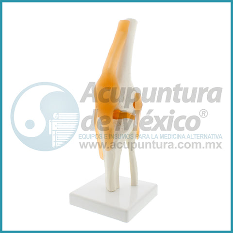 MODELO DE ARTICULACION DE RODILLA 1:1